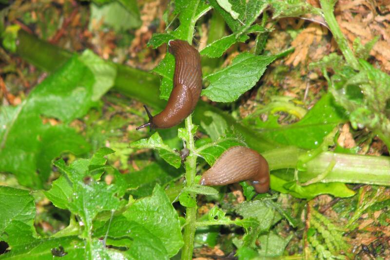 Revisa cuáles son los métodos naturales para ahuyentar a estos insectos del jardín.