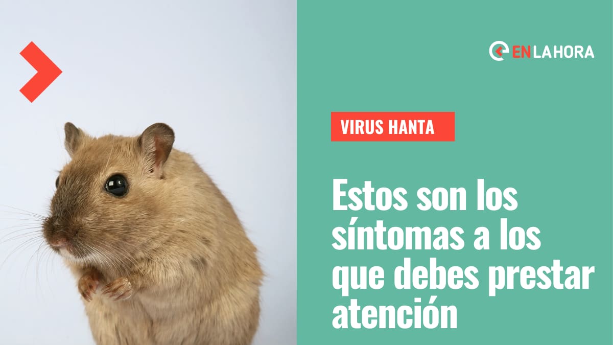 ¿Qué es el hantavirus?: Conoce cuáles son sus síntomas para evitar el contagio