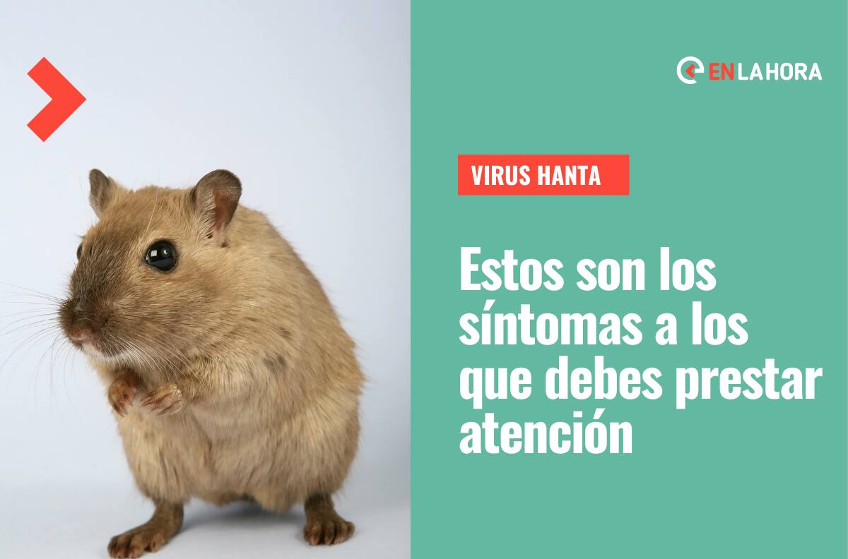 ¿Qué es el hantavirus?: Conoce cuáles son sus síntomas para evitar el contagio