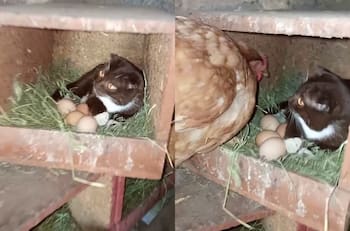 VIDEO | ¿Qué clase de ave es esta?: Gatito cuida huevos hasta que gallina vuelve al nido