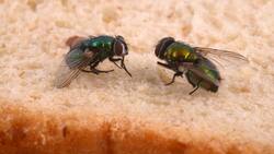 Ni insecticidas ni trampas costosas: Estos son los trucos infalibles para eliminar las moscas de tu hogar