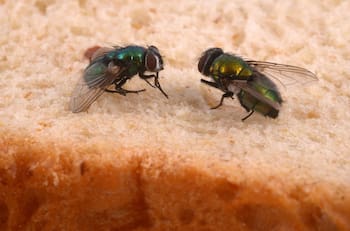 Ni insecticidas ni trampas costosas: Estos son los trucos infalibles para eliminar las moscas de tu hogar