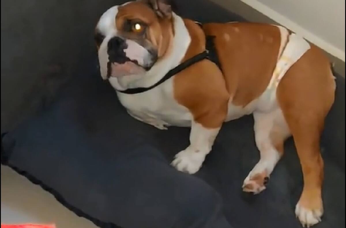 VIDEO | ¡Él solo quiere su cama! Tierno perrito se niega a ir de paseo y se va a acostar