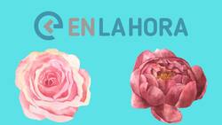 Test de personalidad: ¿Rosa o peonía? Elige y te diremos cómo eres y cómo te muestras ante el resto