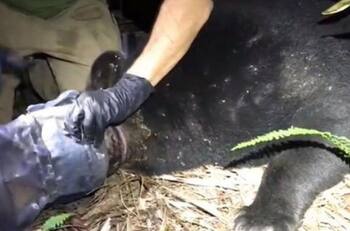 Indignante: Osa de 113 kilos vivió durante 28 días con su cabeza atrapada en una botella plástica