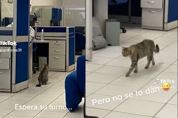 VIDEO | "Se fue al de Michigan": Gato entró a un banco para pedir un crédito pero no se lo dieron