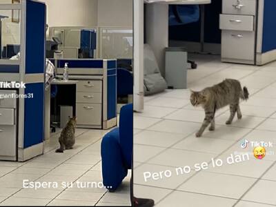 VIDEO | "Se fue al de Michigan": Gato entró a un banco para pedir un crédito pero no se lo dieron