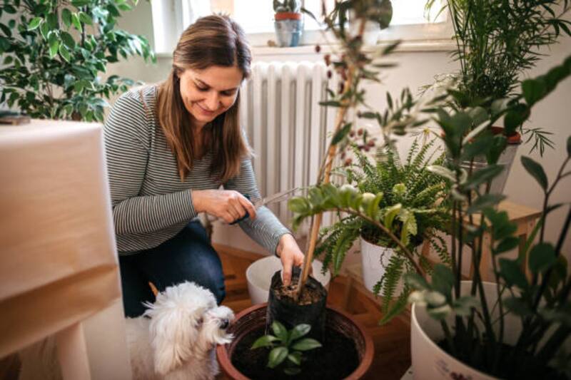 Plantas para la casa.