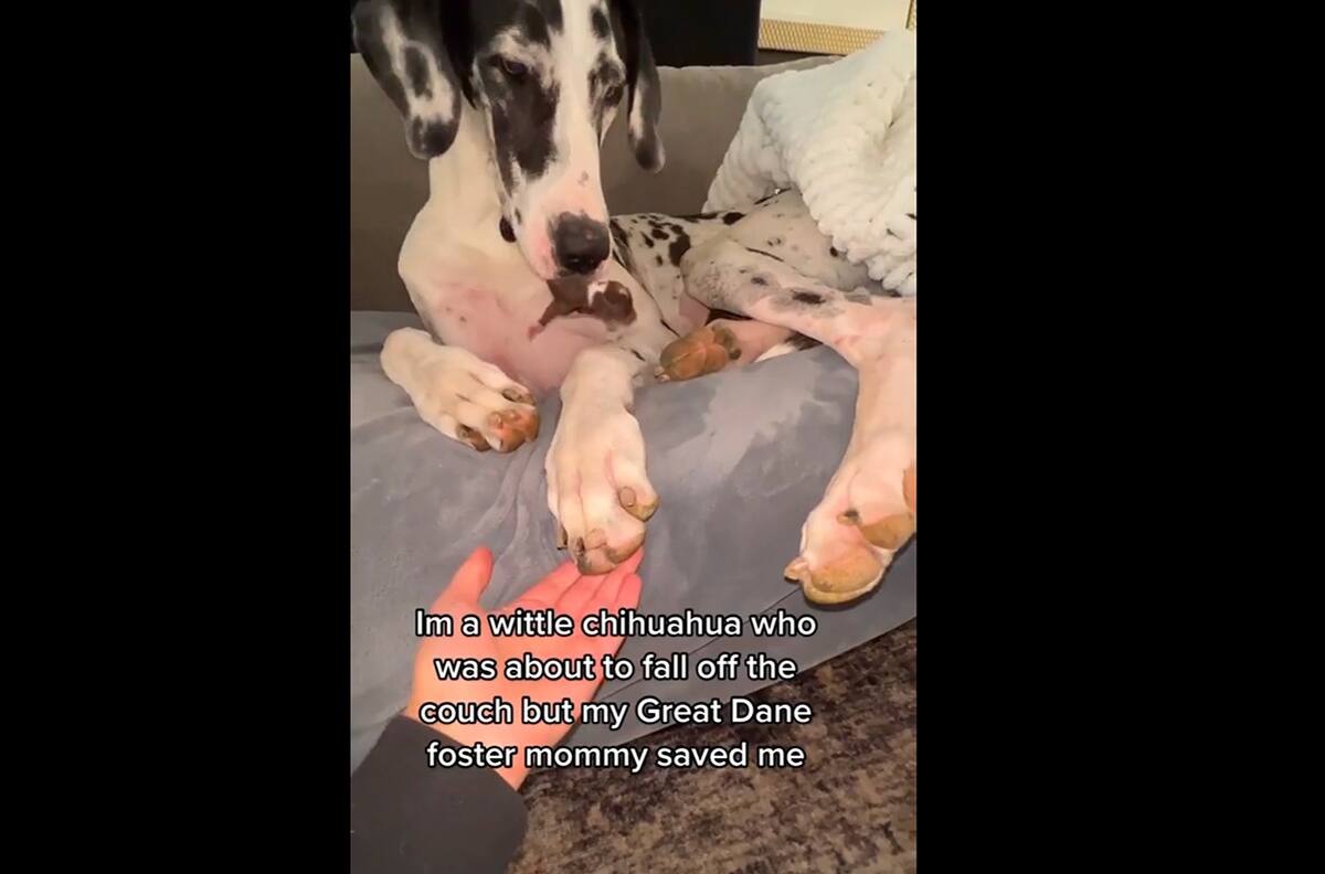 VIDEO | Una gran danés adopta a cachorritos chihuahua y evita que uno se caiga del sillón