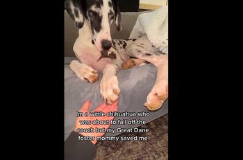 VIDEO | Una gran danés adopta a cachorritos chihuahua y evita que uno se caiga del sillón
