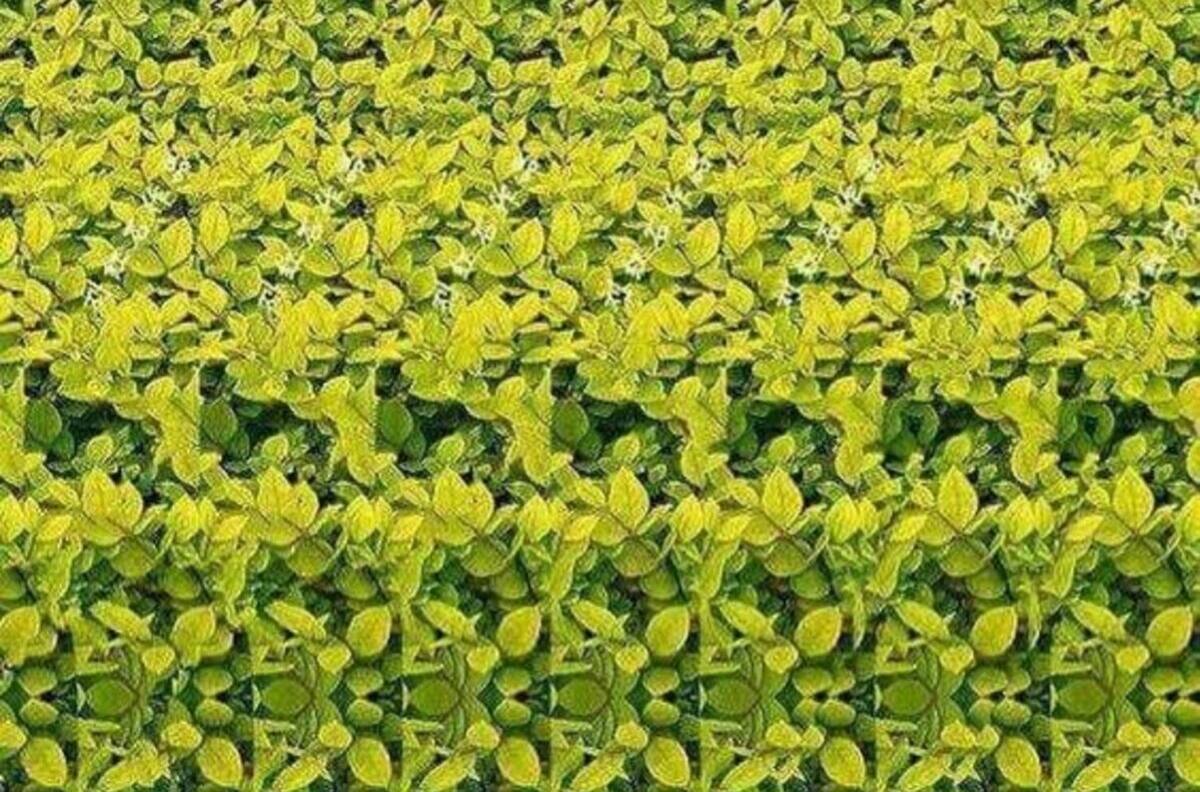Test Visual: ¿Eres capaz de ver los animales ocultos en estas imágenes de ilusiones ópticas 3D?