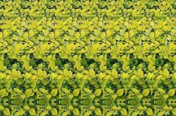 Test Visual: ¿Eres capaz de ver los animales ocultos en estas imágenes de ilusiones ópticas 3D?