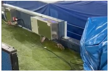 VIDEO | Captan ratas en el césped del Camp Nou