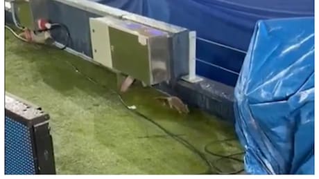 VIDEO | Captan ratas en el césped del Camp Nou