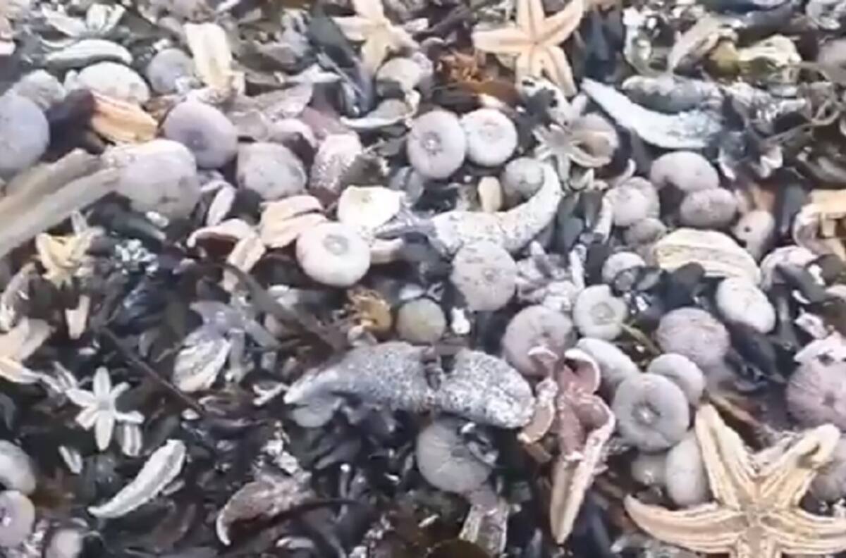 Desastre ecológico en Rusia: Registro muestra masivo hallazgo de especies marinas muertas