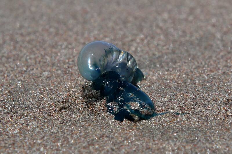 Seremi de Salud de Valparaíso levanta prohibición de baño. Créditos: ATON.
