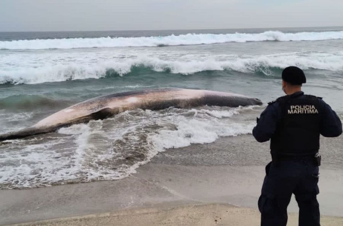 Puchuncaví: Encuentran muerto a cachalote de nueve metros en playa Luna
