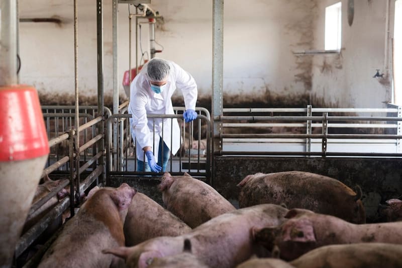 Empresa de crianza de cerdos se arriesga a multa de casi $8.000 millones.