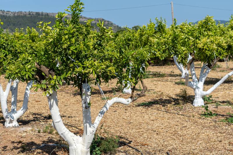 Descubre cuáles son las razones de por qué se hace.