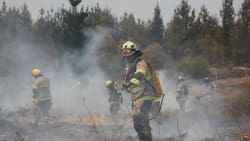 Incendios Forestales: Máquina agrícola en mal estado causó siniestro en sector de Panguipulli