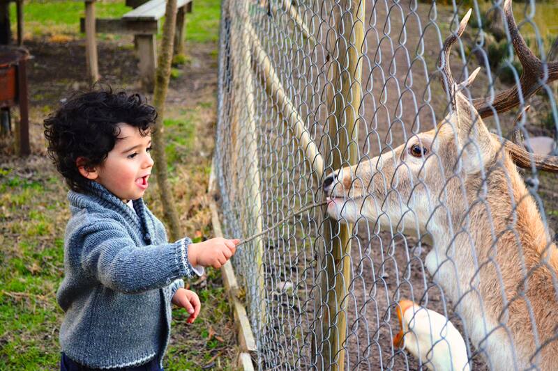 Este es el camping que presenta escuelas de deportes y un zoológico en un solo espacio.