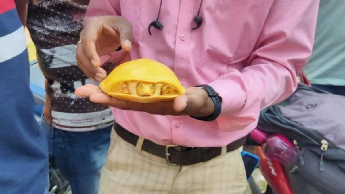 Encuentran extraño ejemplar de tortuga amarilla en la India: Podría ser una nueva especie