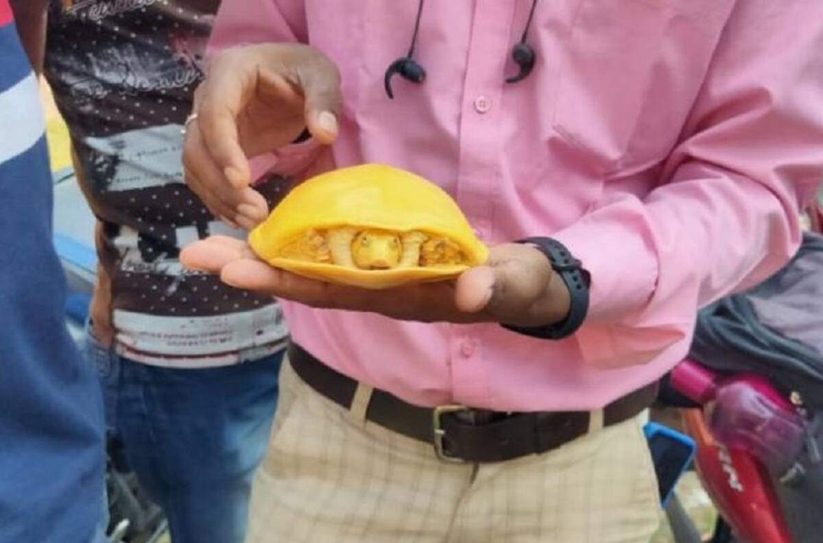 Encuentran extraño ejemplar de tortuga amarilla en la India: Podría ser una nueva especie