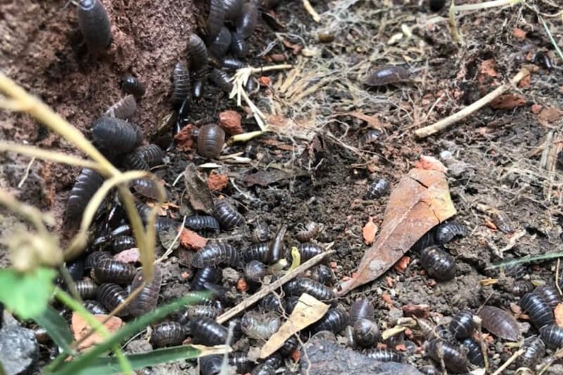 Las áreas húmedas de nuestro hogar son uno de los ambientes favoritos de estos pequeños crustáceos.