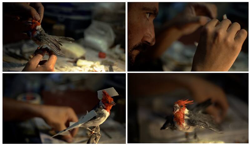 llega pronto a los cines del país