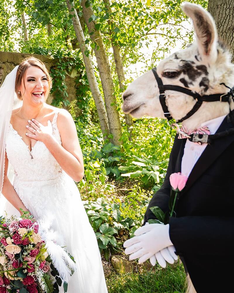 La novia se fotografió con el animal. Créditos: Facebook Llama Adventures