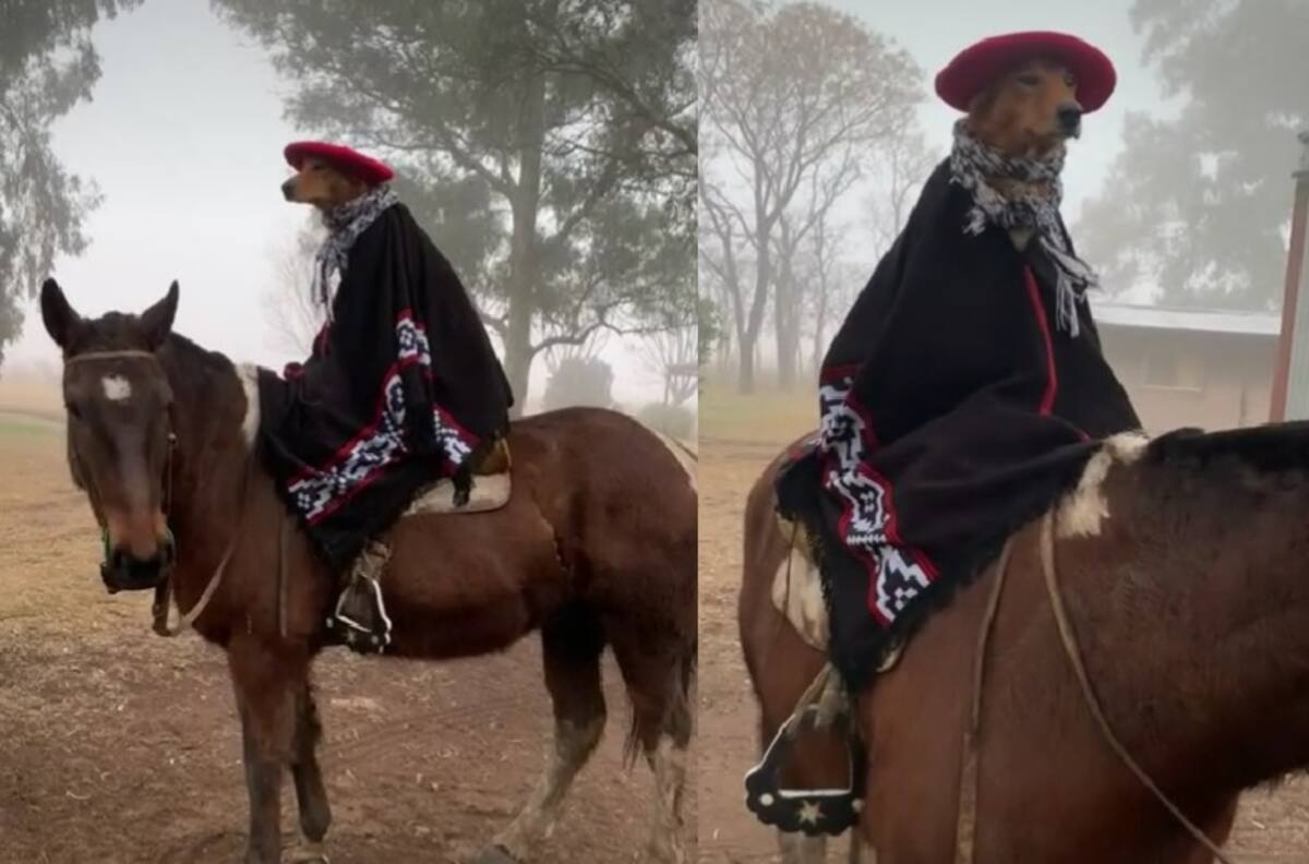 VIDEO | ¡Está muy camperito! Perrito se vuelve viral tras montar a caballo con particular vestimenta