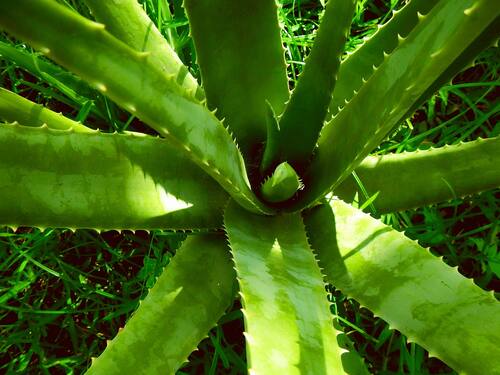 Las sábilas producen de manera natural aloe vera que ayuda a producir colágeno.