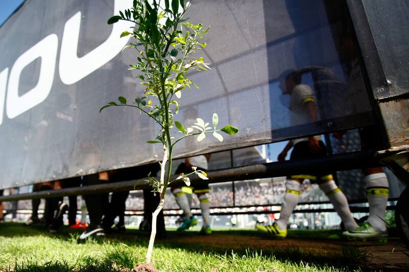 La planta que el ex entrenador de Colo Colo Pablo Guede instaló en el Monumental pasó a ser el símbolo de las cábalas en el fútbol nacional.
