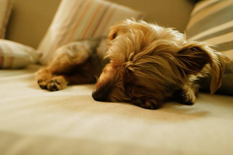 Tu perro estará gran parte del día sin hacer nada.