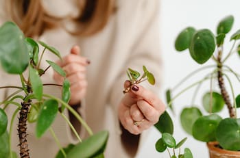 Descubre cómo reproducir plantas a partir de esquejes en 7 pasos para principiantes