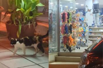 VIDEO | Uno más para su colección: Gatito se roba un "Huggy Wuggy" de una tienda