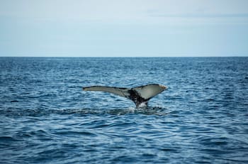 VIDEO | “Pensé que me había comido”: habló el hombre que fue tragado y expulsado por una ballena en Punta Arenas
