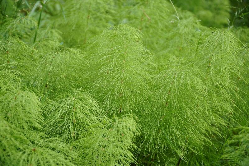 Tomar un té hecho con cola de caballo regula la ciruclación.