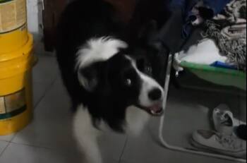 VIDEO | ¡Eso no se hace! Perro se vuelve viral por hacerle bullying a su dueña