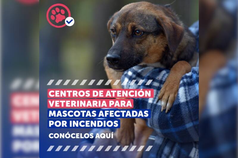 Conoce dónde están los veterinarios para ayudar a mascotas afectadas por el fuego.