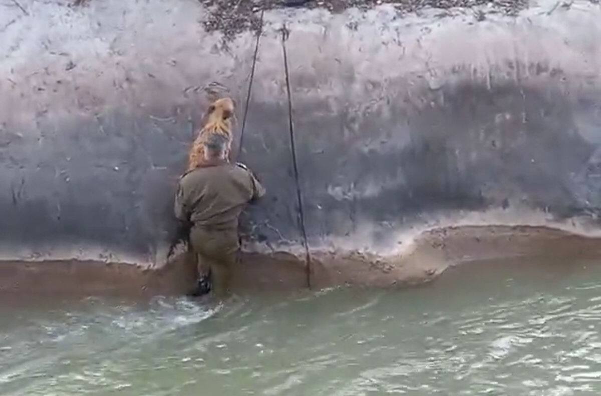 VIDEO | Carabinero rescata a perrito que estaba siendo arrastrado por canal en Puente Alto