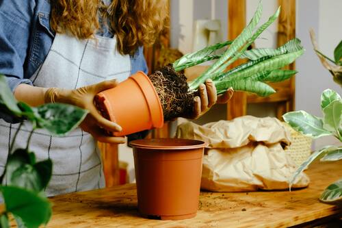 Revisa cuáles son las recomendaciones de cuidado de esta planta.