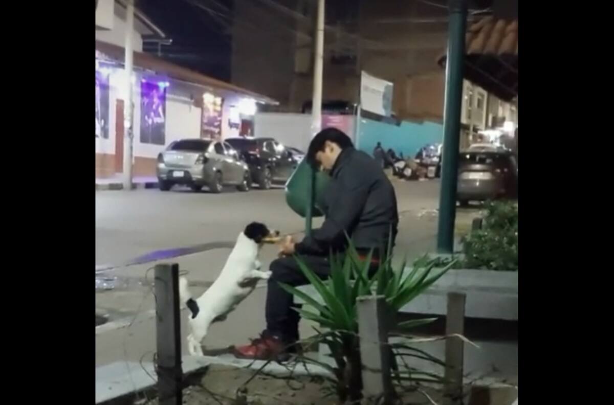 VIDEO | "Matanga dijo la changa": Perro le roba hamburguesa a sujeto sentado y dormido en una banca