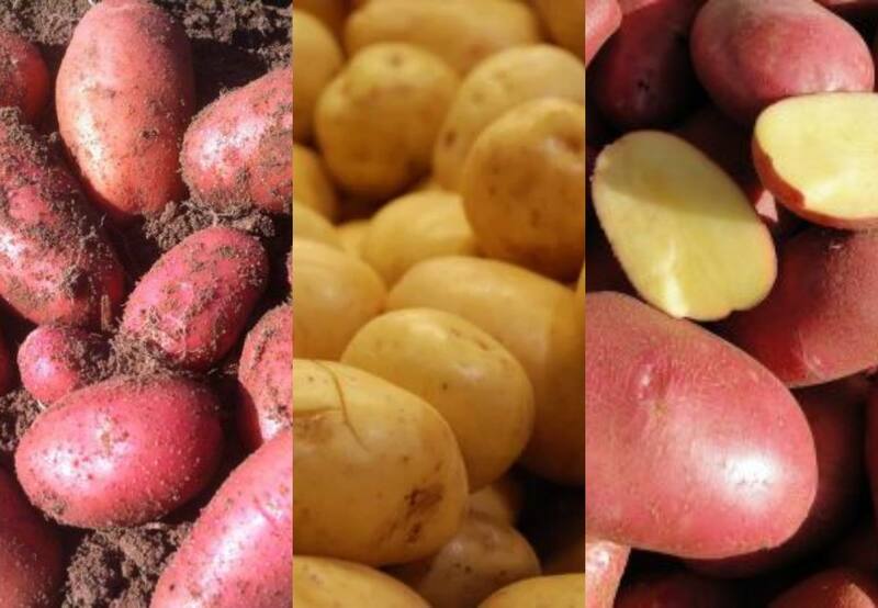 Las papas más comunes en el mercado chileno son la Yagana, la Paragonia y la Red Lady | Fotos: INIA