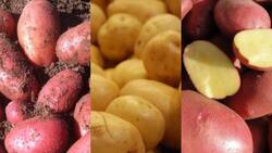 ¡Está la papa! Bajó el precio de los tubérculos en La Vega y Lo Valledor