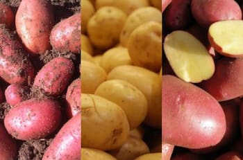 ¡Está la papa! Bajó el precio de los tubérculos en La Vega y Lo Valledor