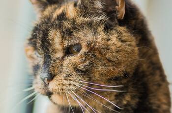 ¡Tiene 26 años!: Conoce a Flossie, la gatita que entró a los Guinness por ser la más anciana del mundo