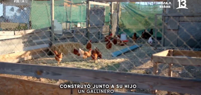 El gallinero de su casa / Canal 13