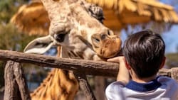 ¿Te gustan los animales? 3 imperdibles panoramas para niños en la Región Metropolitana