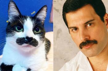 Mostaccioli, la gata que se parece a Freddie Mercury y es tendencia en Instagram